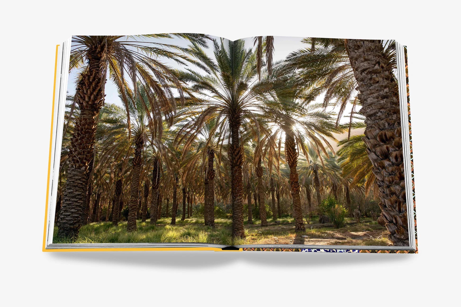 النمر العربي – الإصدار الفاخر (Ultimate)