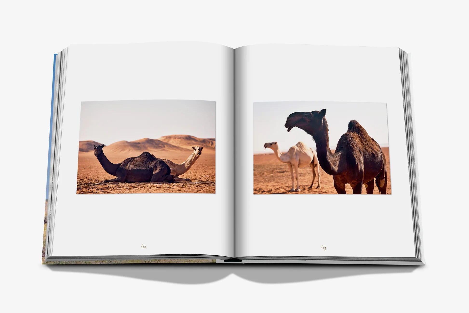 جِمال من المملكة العربية السعودية (الإصدار الكلاسيكي)