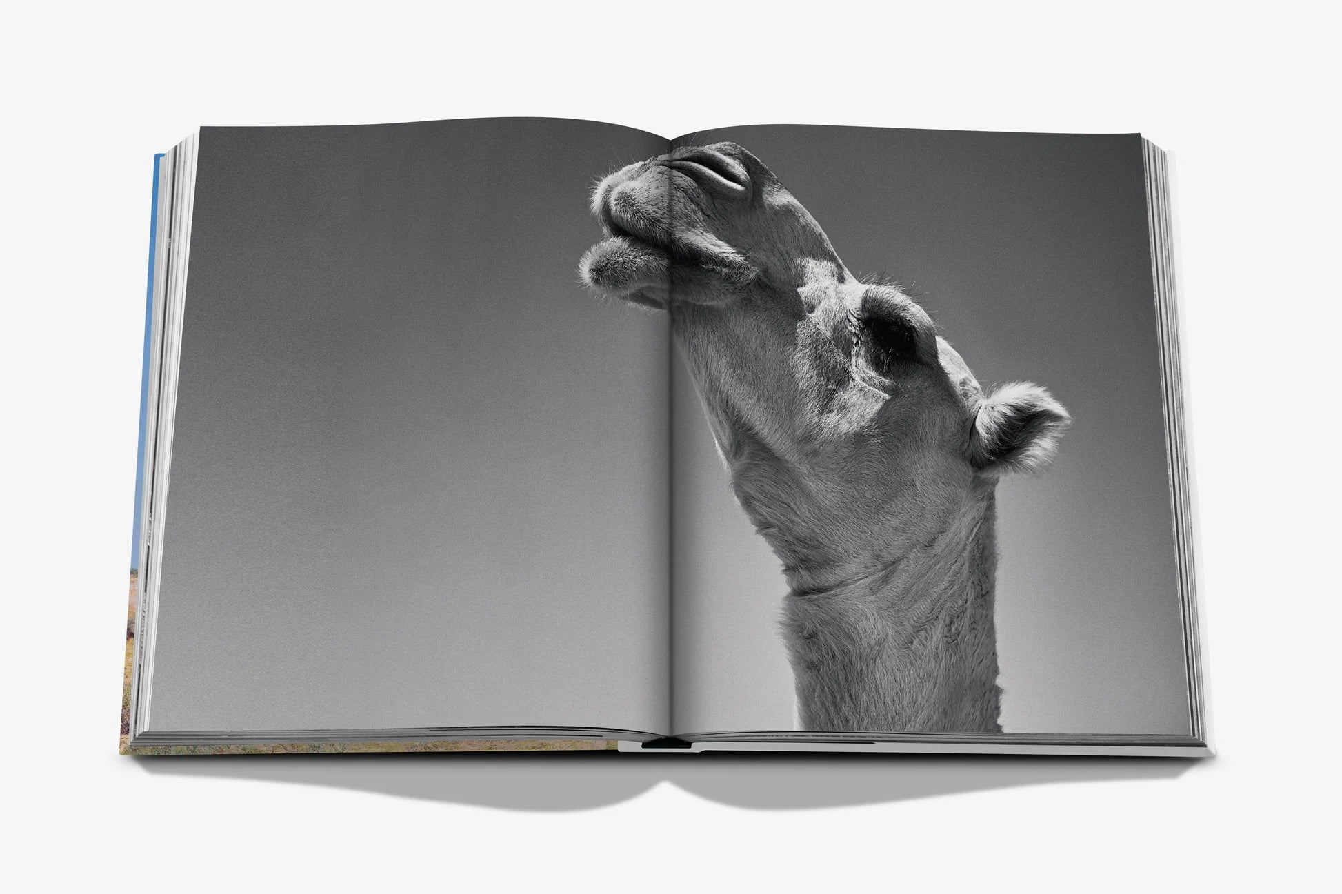 جِمال من المملكة العربية السعودية (الإصدار الكلاسيكي)